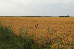 Patrick Blanc sitting in a ripe rice field, Camargue, France, Sept. 2017