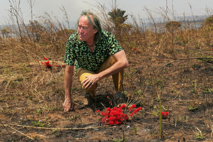 Patrick Blanc sitting in burnt savannah among flowering Combretum platypetalum, Mbala, Lake Tanganyika, Zambia, Sept. 2017