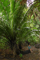 Patrick Blanc sitting on the prostrate stipe of the huge Phytelephas seemannii,Terco, Nuqui, Choco, Colombia, Nov. 2016