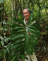 Patrick Blanc somewhat hidden behind a big Lasia spinosa leaf, Khao Sok NP, Thailand, June 2019
