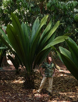 Patrick Blanc standing among Johannesteijsmannia lanceolata planted at Bukit Panchor, Penang, Malaysia, Feb. 2019