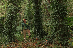 Patrick Blanc standing among tree trunks covered by the climbing Piper hancei, forest in the Fairy Lake Botanical Garden, Shenzhen, China, Feb. 2018