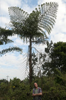 Patrick Blanc standing at the base of Caryota obtusa, Putao, Kachin, Myanmar, Dec. 2017