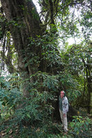 Patrick Blanc standing at the trunk base of Schefflera abyssinica, the biggest tree at this altitude, Harenna forest 2300 m asl, Bale NP, Ethiopia, Jan. 2019
