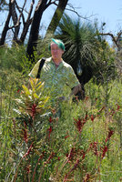 Patrick Blanc standing between Anigozanthos manglesii and Xanthorrhoea preissii, scrubland around Perth, Western Australia, Nov. 2011