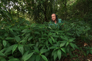 Patrick Blanc standing in a clump of the shrubby Pilea melastomoides, Batu, Malang, Java, May 2018