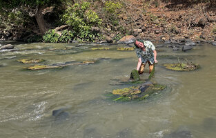 Patrick Blanc standing in the rapids of a river, the characteristic habitat of Hydrostachys imbricata, Saharenana river, Madagascar, Aug. 2024