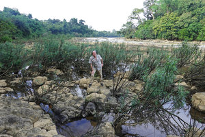 Patrick Blanc standing on the river bedrock among a population of the rheophytic shrub Telectadium dongnaiense, Ben Cu rapids, Dong Nai river, Cat Tien NP, Vietnam,Nov. 2019