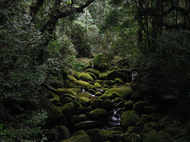 Patrick Blanc taking photos of Schlumbergera, Sierra dos Orgaos, Brazil
