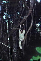 Patrick Blanc tarzaning among lianas, Belinga, Gabon, Dec. 1983