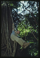 Patrick Blanc tarzaning in forest, Malaysia, 1984