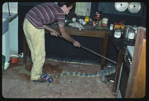 Patrick Blanc trying to send away a huge Varanus from the kitchen, Makokou field Reseach station, Gabon, Dec. 1983