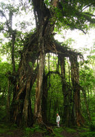 Patrick Blanc under a cathedral Ficus, Bali