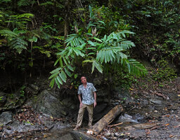 Patrick Blanc under a clump of Alpinia cf. aquatica, with branched inflorescences, Waimital, Kairatu, Seram, Moluccas, April 2024