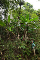 Patrick Blanc under a clump of native Musa, Bidoup Nui Ba NP, Vietnam, Nov. 2019