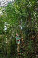 Patrick Blanc under a clump of Pinanga annamensis, Bidoup Nui Ba NP, Vietnam, Nov. 2019