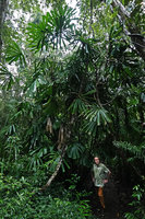 Patrick Blanc under a dense clump of Licuala spinosa, Cat Tien NP, Vietnam, Nov. 2019