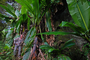 Patrick Blanc under a group of Ensete ventricosum, way to Bondwa Peak, 1700 m asl, Uluguru Mts, Tanzania, Jan. 2021