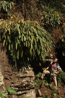 Patrick Blanc under a huge clump of Hedychium horsfieldii growing on full sun exposed limestone rocks, Sumuran waterfall, Magelang, Java, May 2018