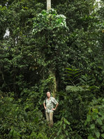Patrick Blanc under an adult high climbing individual of Cercestis camerunensis in full bloom, Kribi, Cameroun, March 2017