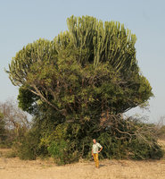 Patrick Blanc under an old Euphorbia ingens,  Nsumbu NP, Tanganyika lake, Zambia, Sept. 2017
