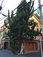 Patrick Blanc under an old Juniperus chinensis Kaisuka growing among the electric wires in Tokyo, Sept. 2015