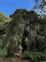Patrick Blanc under an old Loropetalum chinense with characteristic weeping branches, Koishikawa Botanical Gardens, Tokyo, Oct. 2025