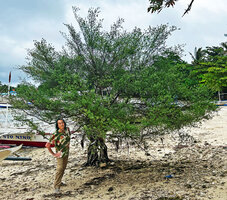 Patrick Blanc under an old Pemphis acidula on the sandy seashore, Malapascua, Philippines, Dec. 2024