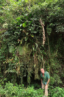 Patrick Blanc under a rock covered by ferns, Bromeliads, Rhipsalis, Philodendron, Nematanthus, Florianopolis, Brazil, Oct. 2018