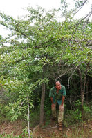 Patrick Blanc under a single trunked fiercely spiny Catunaregam cf. spinosa, Nui Chua NP, Vietnam, Nov. 2019