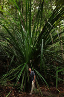 Patrick Blanc under a stemless giant leaved Pandanus, Bako NP, Sarawak, Borneo Oct 2014