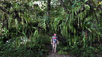 Patrick Blanc under a tree covered by Nephrolepis falciformis, Saleman, Seram, Moluccas, April 2024