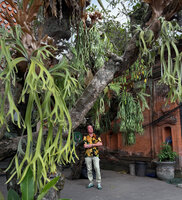 Patrick Blanc under a tree covered with many Platycerium bifurcatum, Ubud, Bali, Aug. 2026