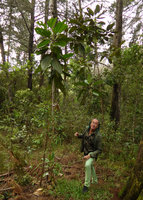 Patrick Blanc under a young native Meriania nobilis in an old pine plantation, Parque Arvi, Medellin, Colombia, Nov.. 2016