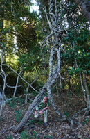 Patrick Blanc under big lianas in swampy forest understory, Domaine de Deva, New Caledonia, Aug. 2023