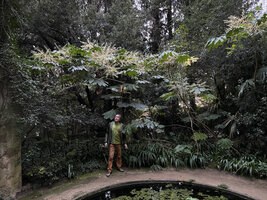 Patrick Blanc under blooming Tetrapanax papyrifer, Serre de la Madone, Menton, France, Nov. 2021