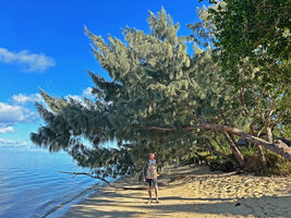 Patrick Blanc under Casuarina equisetifolia subsp. incana on the beach, Domaine de Deva, New Caledonia, Aug. 2023