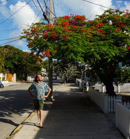 Patrick Blanc under Delonix regia which produces both leaves and flowers at the same time, an unusual behavour in theTropics, Key West , Florida, July 2016