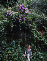 Patrick Blanc under Dinetus (syn. Porana) grandiflorus in full bloom, Darjeeling, India, Sept 2002