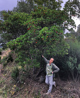 Patrick Blanc under fruiting Arbutus unedo, Tanneron hills, Riviera, France, Oct. 2020