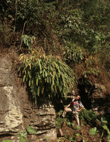 Patrick Blanc under huge clumps of Hedychium horsfieldii growing on full sun exposed limestone rocks, Sumuran waterfall, Magelang, Java, May 2018