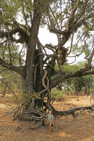 Patrick Blanc under huge liana Dalbergia arbutilifolia climbing on Diospyros mespilifomis partly covered by the epiphytic Orchid Acampe pachyglossa, South Luangwa NP, Zambia, Sept. 2017