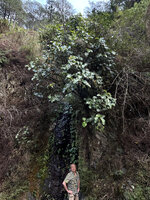 Patrick Blanc under Medinilla vanoverberghii exposed in full light at the top of a small waterfall, Banaue, 1700 m asl, Luzon, Philippines, April 2026