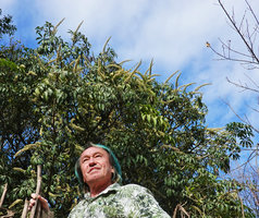 Patrick Blanc under Oreopanax xalapensis in full bloom, Acul, Nebaj, Quiche, Guatemala, Dec. 2019