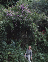 Patrick Blanc under Porana grandiflora in full bloom, Darjeeling, India, Sept 2002