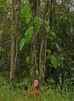Patrick Blanc under the climbing Rhaphidophora spuria, Colo-I-Suva, Viti Levu, Fiji, Aug 2016