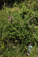 Patrick Blanc under the climbing Securidaca diversifolia in full bloom, Coban, Alta Verapaz, Guatemala