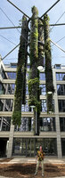 Patrick Blanc under the Colonnes Symbiose just two weeks after completion of plant installation, Mutualité Française, Paris, July 2026