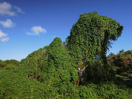 Patrick Blanc under the doggy canopy of Ipomoea alba, Key Biscayne, Florida, Dec 2013