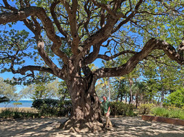 Patrick Blanc under the famous 70 years old Heliotropium arboreum in the hotel Meridien garden, Noumea, New Caledonia, Aug. 2023